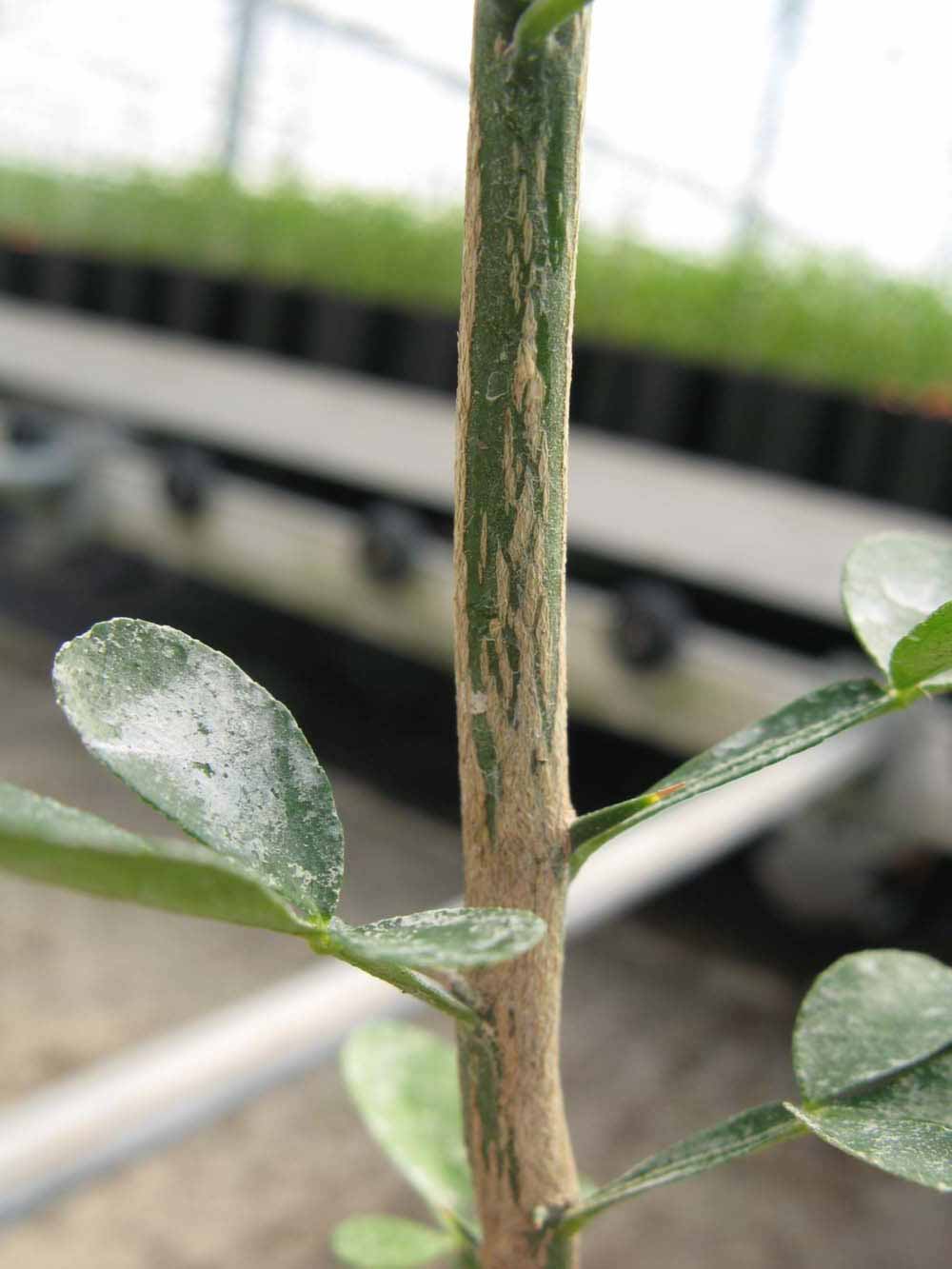              Second - third year twig (Phillip Rucks Citrus Nursery, Frostproof,   FL)       